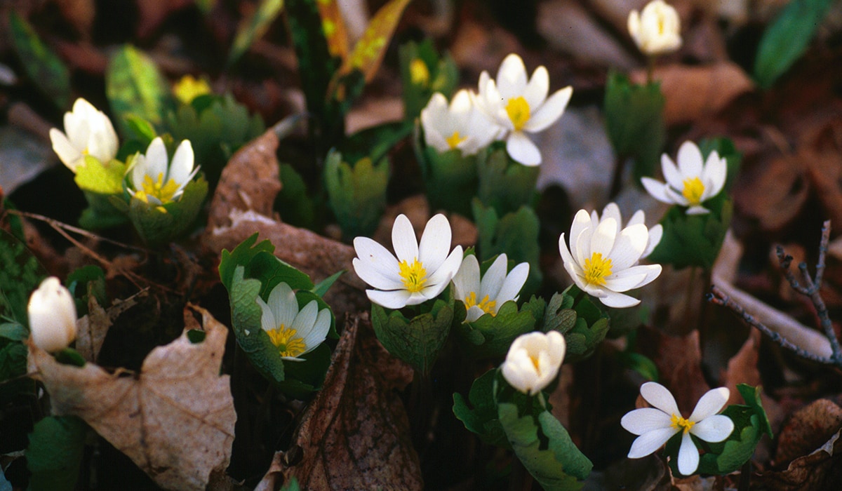 Donateurs et partenaires